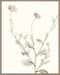 Neutral Botanical Study IV Wall Art