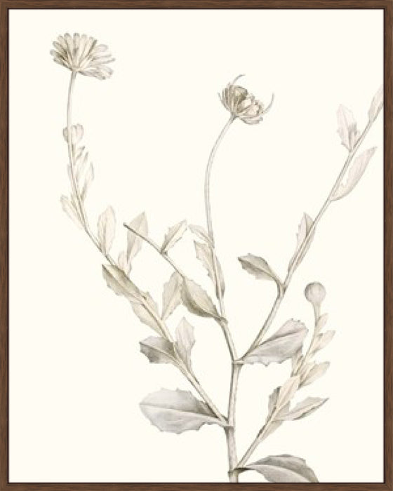 Neutral Botanical Study IV Wall Art