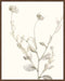 Neutral Botanical Study IV Wall Art