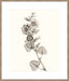 Neutral Botanical Study I Wall Art