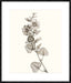 Neutral Botanical Study I Wall Art