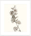 Neutral Botanical Study I Wall Art