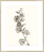 Neutral Botanical Study I Wall Art