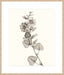 Neutral Botanical Study I Wall Art
