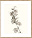 Neutral Botanical Study I Wall Art
