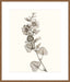 Neutral Botanical Study I Wall Art