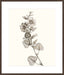 Neutral Botanical Study I Wall Art