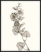 Neutral Botanical Study I Wall Art
