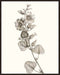 Neutral Botanical Study I Wall Art