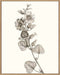 Neutral Botanical Study I Wall Art