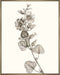 Neutral Botanical Study I Wall Art
