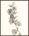 Neutral Botanical Study I Wall Art