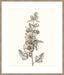 Neutral Botanical Study V Wall Art