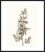 Neutral Botanical Study V Wall Art