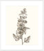 Neutral Botanical Study V Wall Art