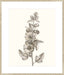 Neutral Botanical Study V Wall Art