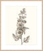 Neutral Botanical Study V Wall Art