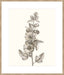 Neutral Botanical Study V Wall Art