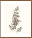 Neutral Botanical Study V Wall Art