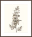 Neutral Botanical Study V Wall Art
