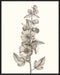 Neutral Botanical Study V Wall Art