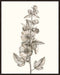 Neutral Botanical Study V Wall Art