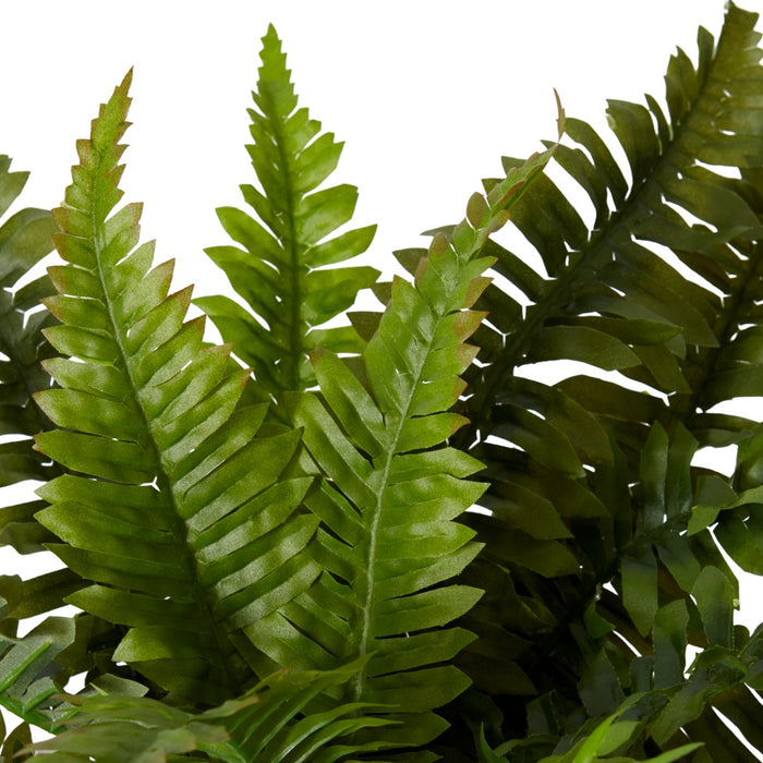 Fern Boston Pack Of 12 - Green, 48cm (H)