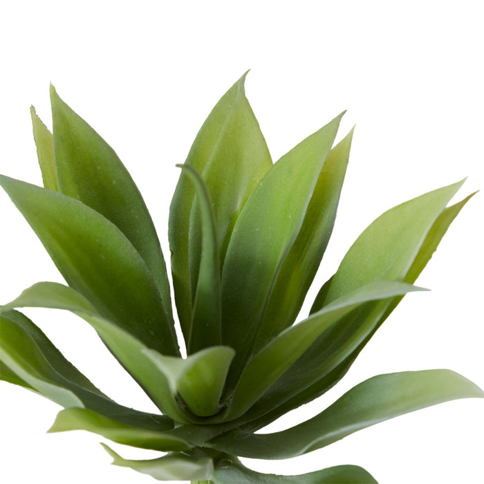 Agave Mini Pack Of 12 - Grey Green, 12cm (H)