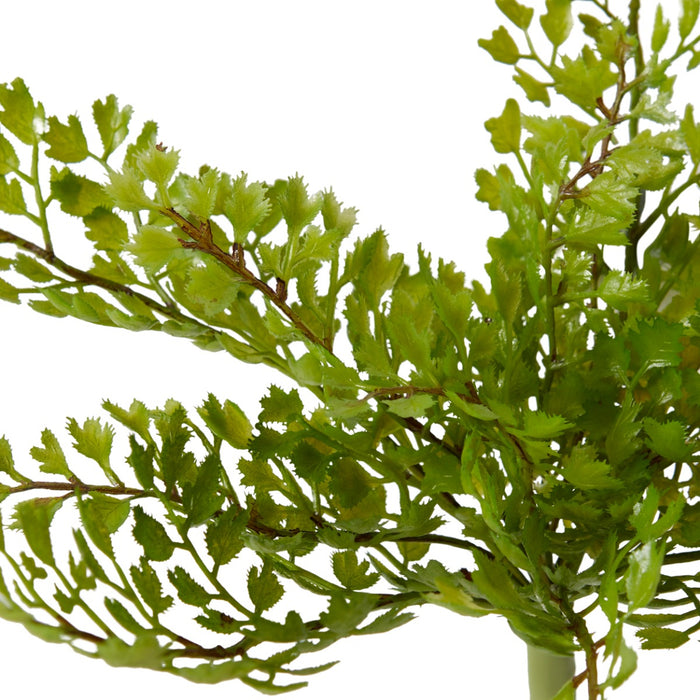 Fern Maiden Hair Pack Of 12 - Green, 20cm (H)