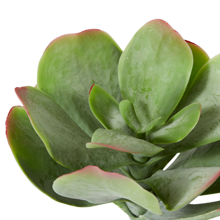 Flapjack Succulent Stem Pack of 6 - Green/Red, 38cm (H)