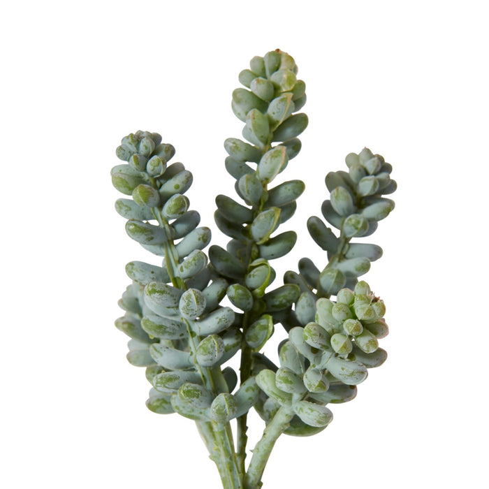Bell Sedum Pick Pack Of 24 - Green/Red, 15cm (H)
