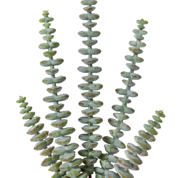 String of Buttons Sedum Stem Pack Of 12 - Grey Green, 25cm (H)