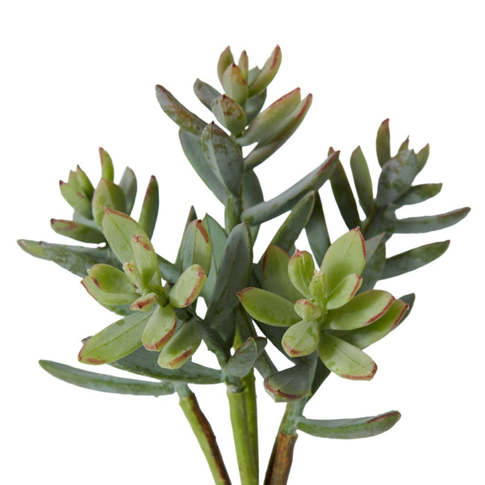 Sedum Nevii Pick Pack Of 24 - Sage, 17cm (H)