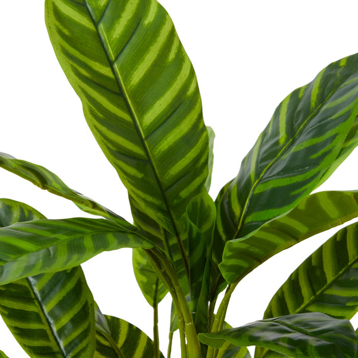Calathea Zebrina Bush Pack Of 12 - Variegated, 57cm (H)