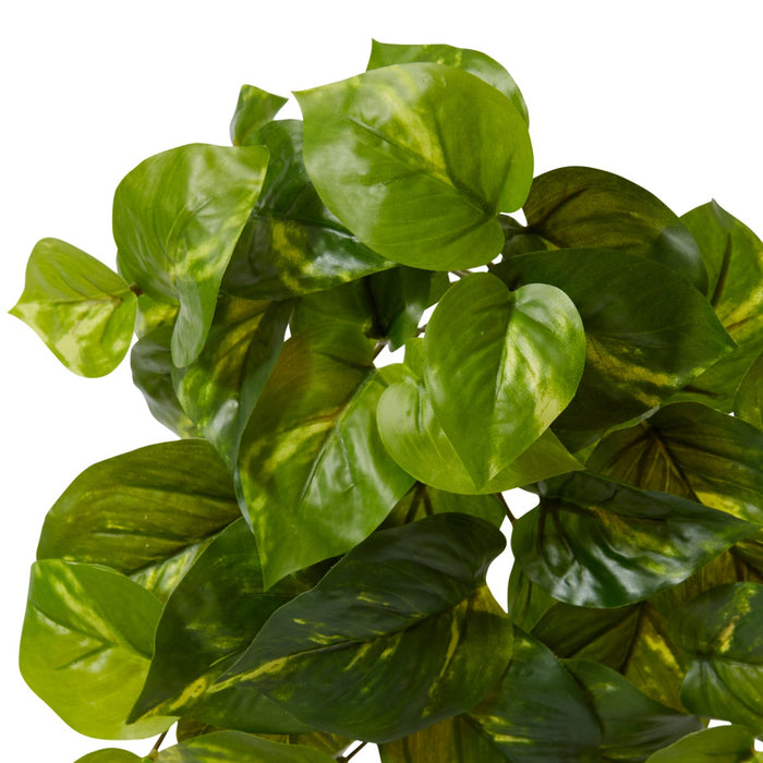 Pothos Golden Plant Pack Of 24 - Variegated, 30cm (H)