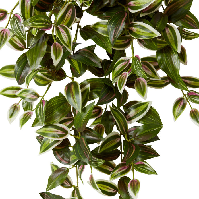 Wandering Jew Hanging Plant Pack of 6 - Green Pink, 65cm (H)