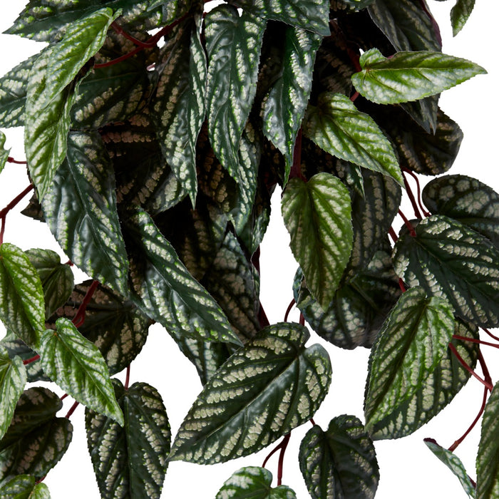Cissus Hanging Plant Pack of 6 - Variegated, 58cm (H)