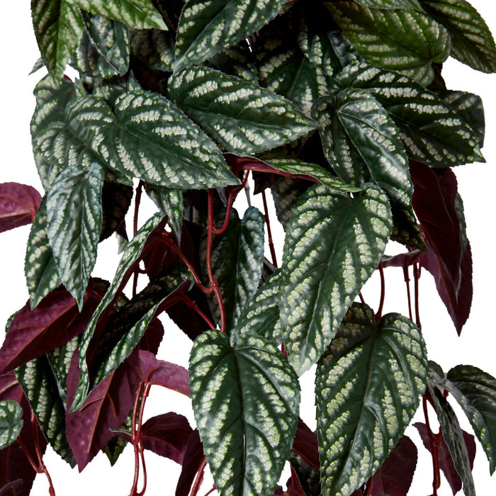 Cissus Hanging Plant Pack of 4 - Variegated, 97cm (H)