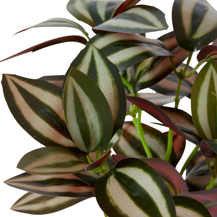 Wandering Jew Bush Pack Of 24 - Variegated, 28cm (H)