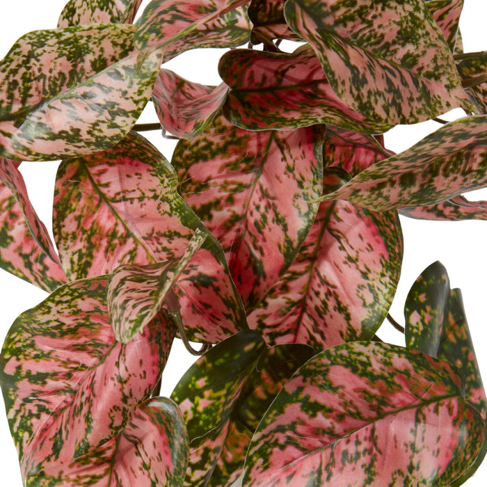 Aglaonema Hanging Plant Pack Of 12 - Green Pink, 40cm (H)