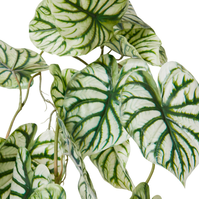 Anthurium Vine Hanging Plant Pack of 6 - Green White, 90cm (H)