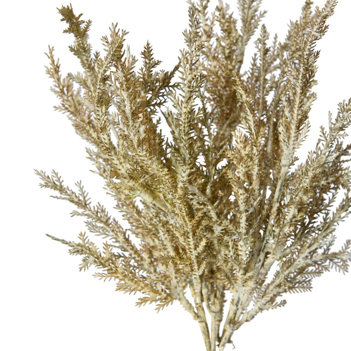 Astilbe Bush Pack Of 12 - Grey, 39cm (H)