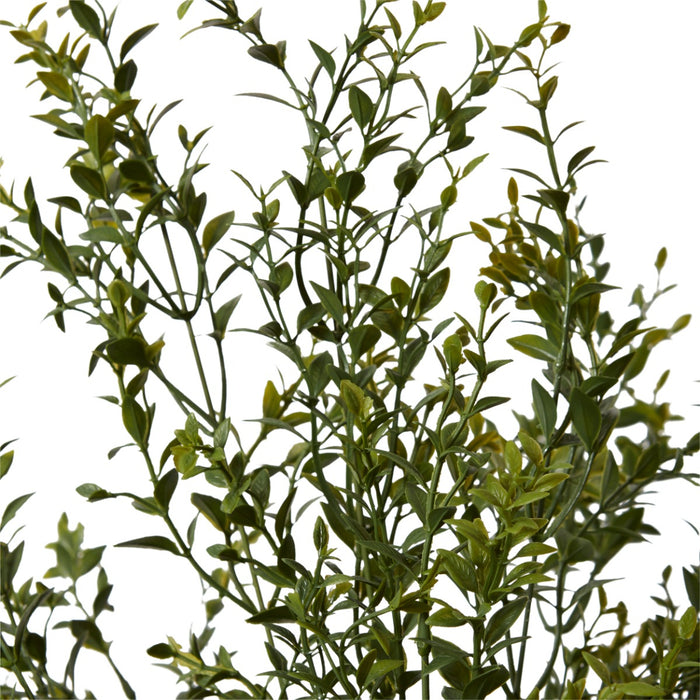 Boxwood Bush Pack of 4 - Green, 78cm (H)