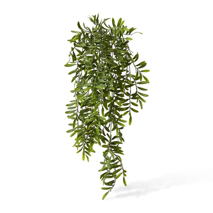 Locust Hanging Bush Pack of 12 - Green, 80cm (H)