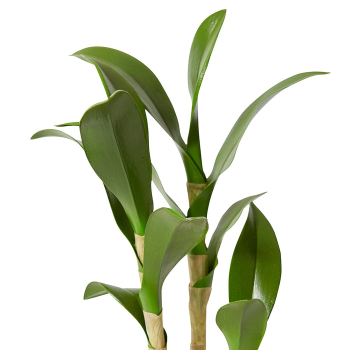 Orchid Dendrobium Foliage Pack of 12 - Green, 46cm (H)