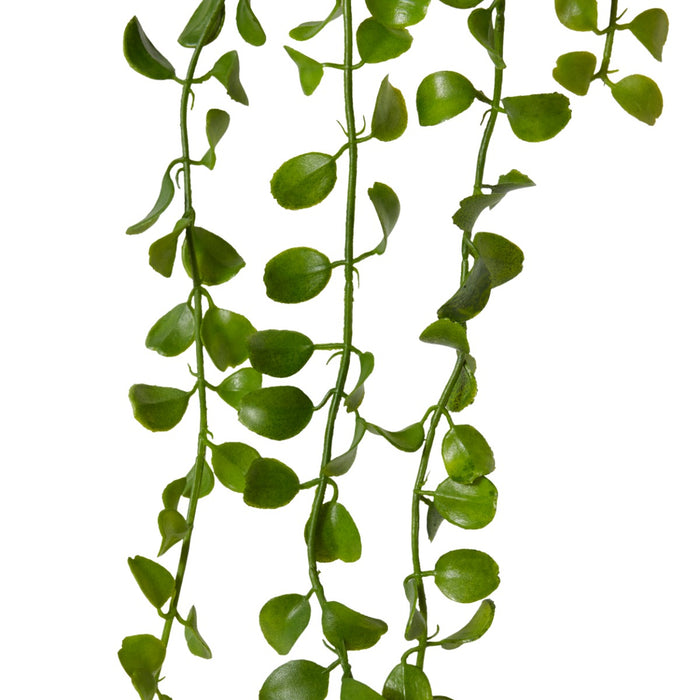 Angel Vine Hanging Plant Pack Of 12 - Green, 105cm (H)