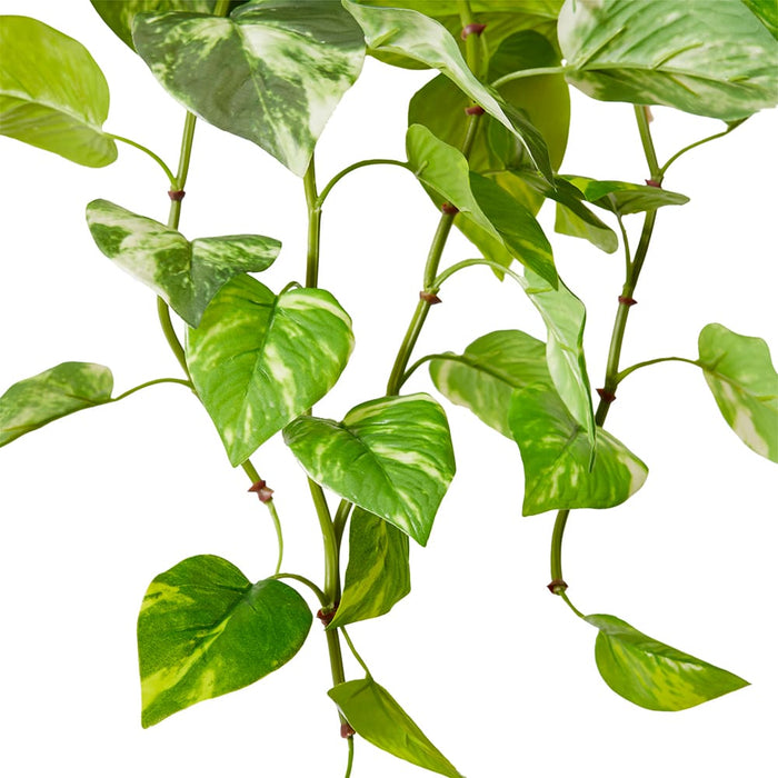 Pothos (Outdoor) Hanging Plant Pack of 12 - Green, 64cm (H)