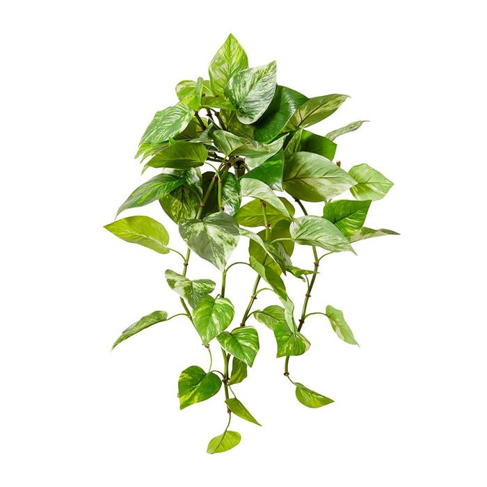 Pothos (Outdoor) Hanging Plant Pack of 12 - Green, 64cm (H)