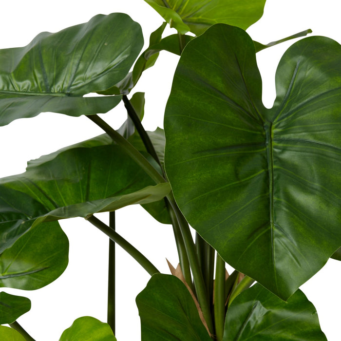 Alocasia Potted - Green, 90cm (H)