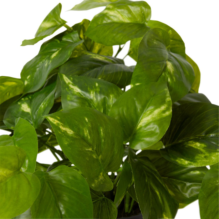 Pothos Golden Potted - Variegated, 30cm (H)